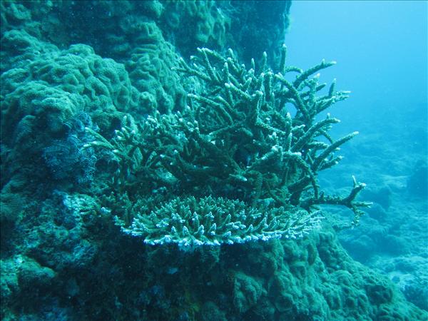 Similan Day 1 012.jpg